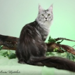 Catsvill County's Lodestar