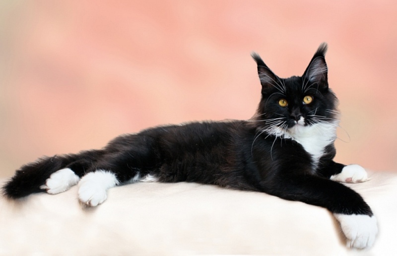 Alfadas of Talina City - мейн-кун