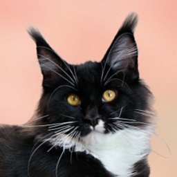 Alfadas of Talina City