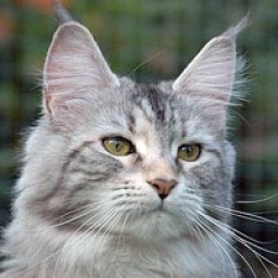 Caramel Chilli Darrem Casus