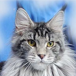 Cool Motion's Nikita