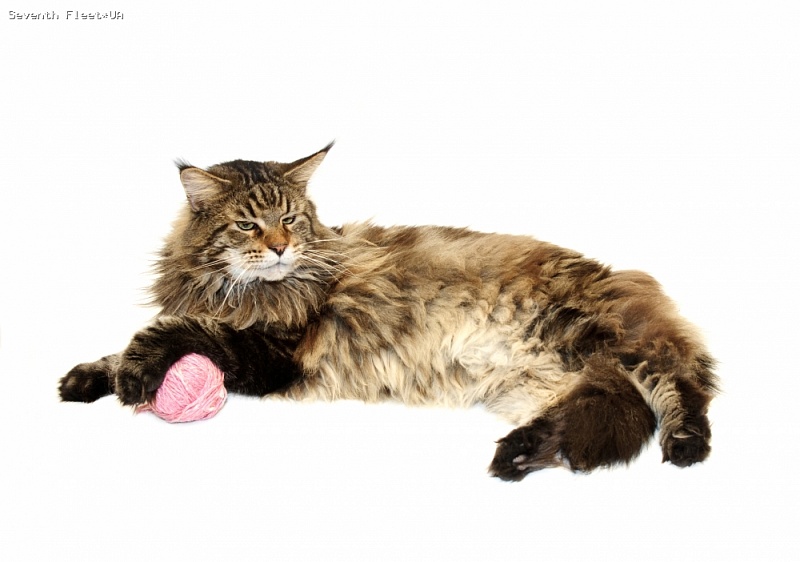 Never Mind The Show Must Go On - maine-coon