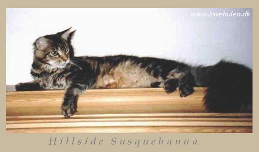 Hillside Susquehanna - maine-coon