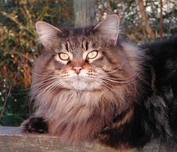Claddaghcoon Rafferty of Jarnac - maine-coon