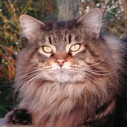 Claddaghcoon Rafferty of Jarnac