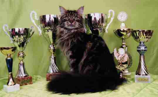 Love Hulen's Kiss Me Baby - maine-coon