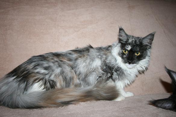 Witchbreeds Purr-Anoia - maine-coon 01/02/2009