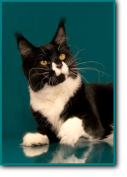 Elphinstone Sugar Damon - мейн-кун