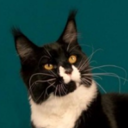 Elphinstone Sugar Damon