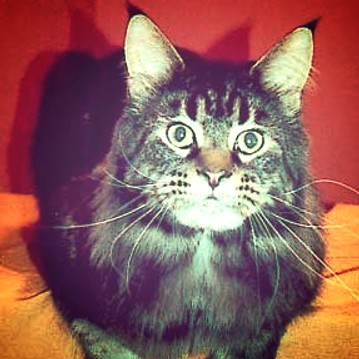 Hillside Vincent - maine-coon