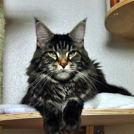 Mydele's Edda - maine-coon
