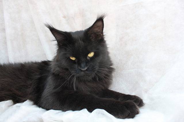 Respectcoon Tamango Grand - maine-coon