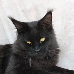 Respectcoon Tamango Grand