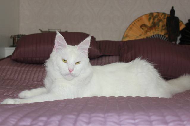 World King Diamond Diadem - мейн-кун