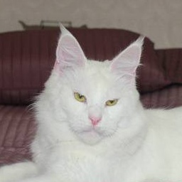 World King Diamond Diadem