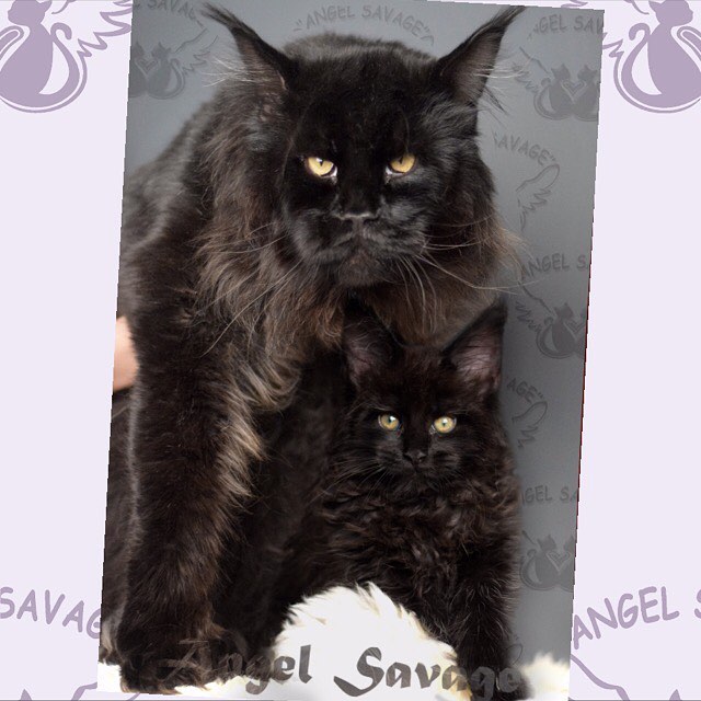 Summerplace Achat - maine-coon