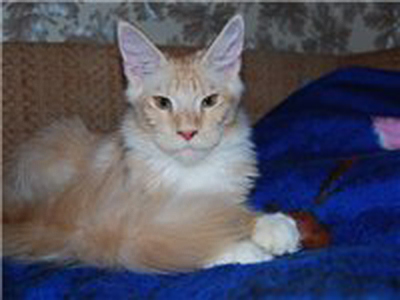 EastWood Compliment - мейн-кун