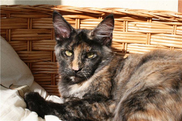 Blackwood's Jolanthe - maine-coon