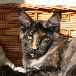 Blackwood's Jolanthe