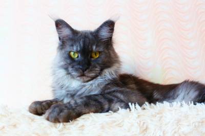 HoneyDevil Fleur de Lis - maine-coon