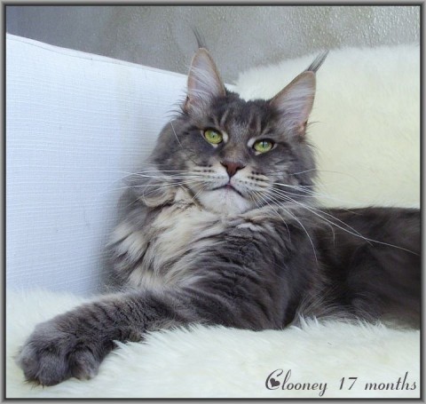 Aloa`s George Clooney - maine-coon 04/05/2012