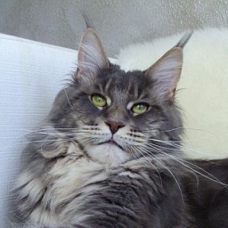 Aloa`s George Clooney