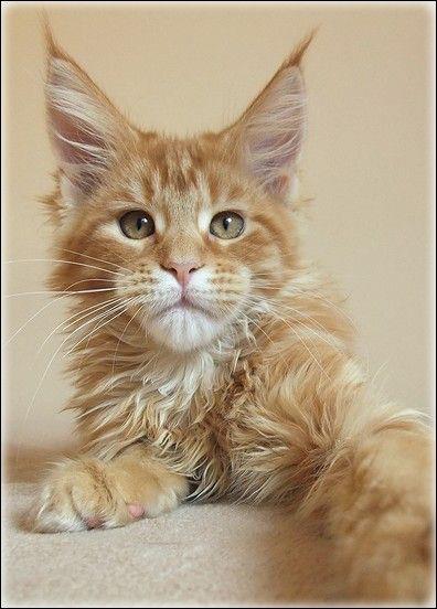 Aldaker Tiara - maine-coon