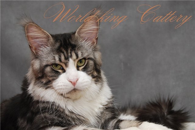 Clear Ocean Respectcoon - maine-coon