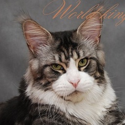 Clear Ocean Respectcoon