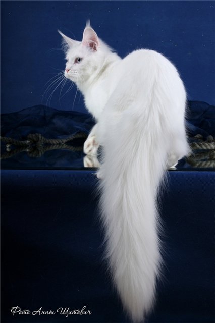 Panna Cotta Olimpian - мейн-кун