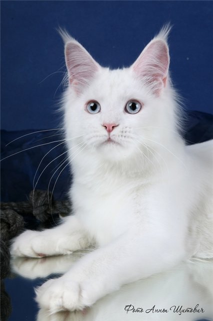 Panna Cotta Olimpian - мейн-кун