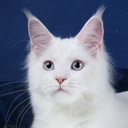 Panna Cotta Olimpian