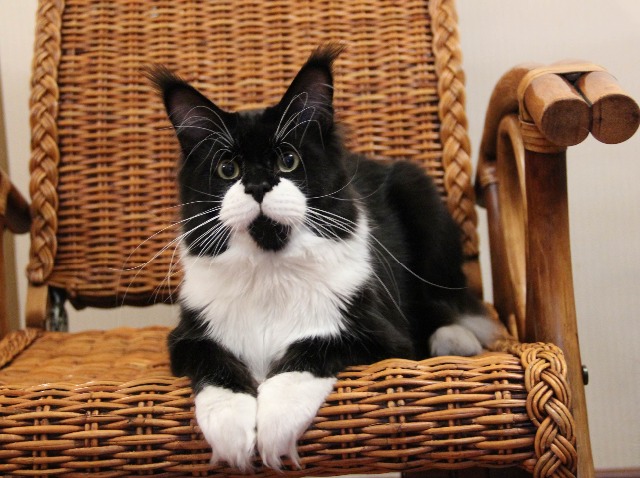 Velor DVcoon - мейн-кун