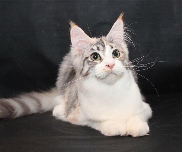 World King Chayka - мейн-кун