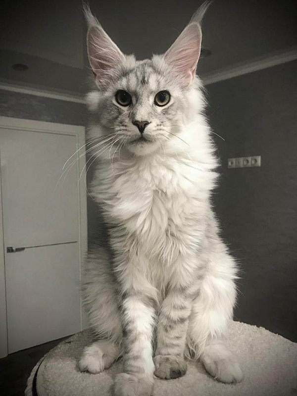 X'Hunter Gracious Wizard - maine-coon