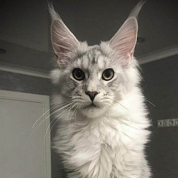 X'Hunter Gracious Wizard