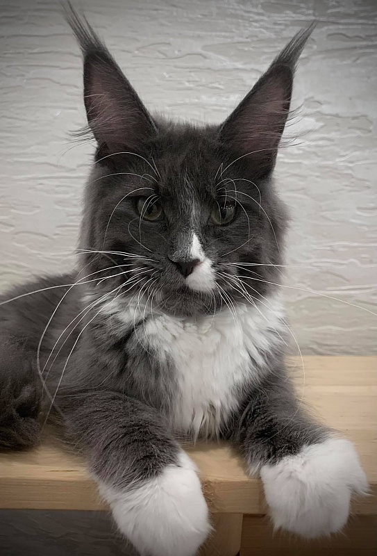 Five Star's Sofia - maine-coon
