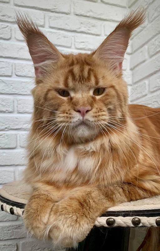 Keks Volkov Pride - maine-coon