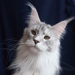 Lazzaro Gracious Wizard'PP