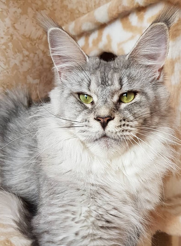 Feodora Aleand - maine-coon