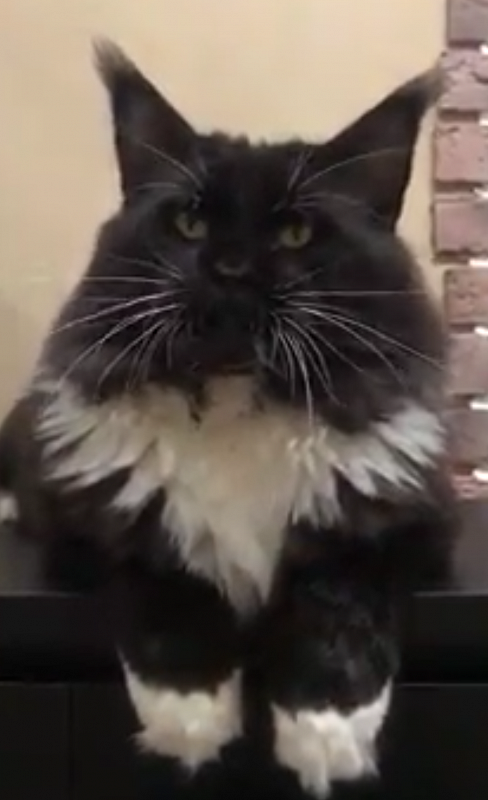 Unity Place Gordon - maine-coon