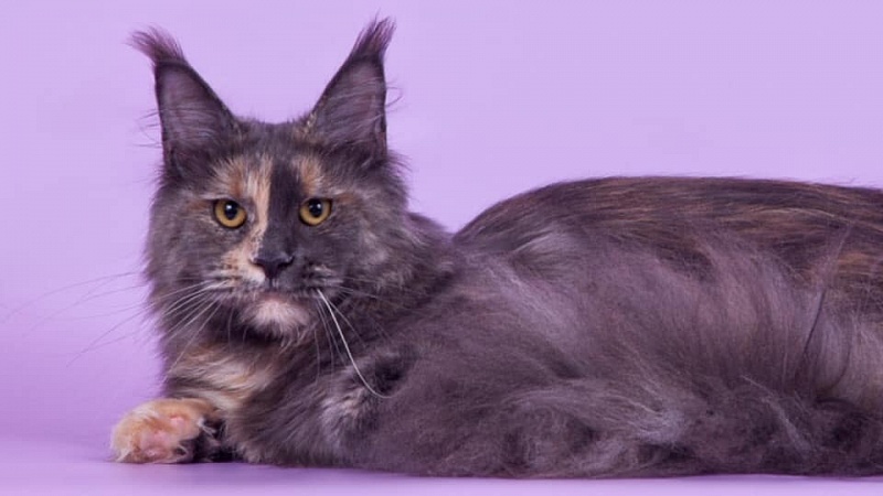 Dolly Life Maya - maine-coon