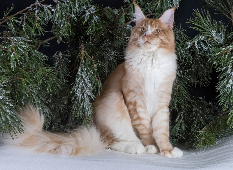 Valthasar Eurythmics PP - maine-coon