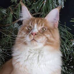 Valthasar Eurythmics PP