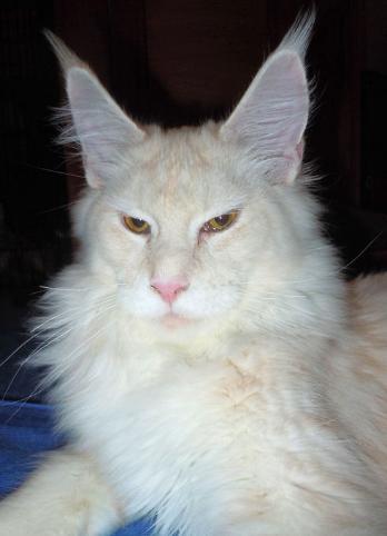 Behold When God's People Pray - мейн-кун