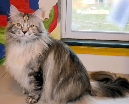 Kumskaka Has No Other Choice PP - maine-coon