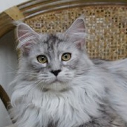 Kumskaka Gloria in Exelsis Deo PP