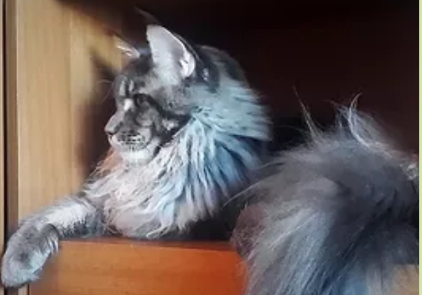 Lexus of Larch Forest - maine-coon