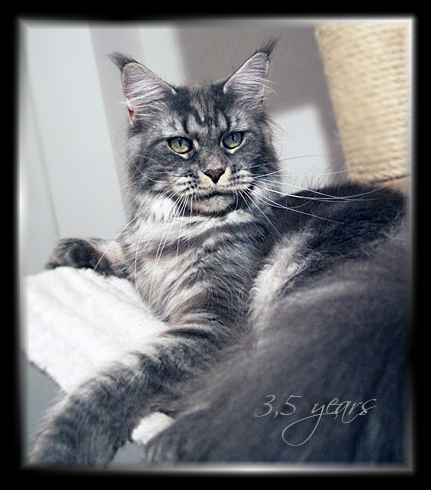 Castle Rock Veronica Fever - Взрослый мейн-кун 3,5 года 4 недели