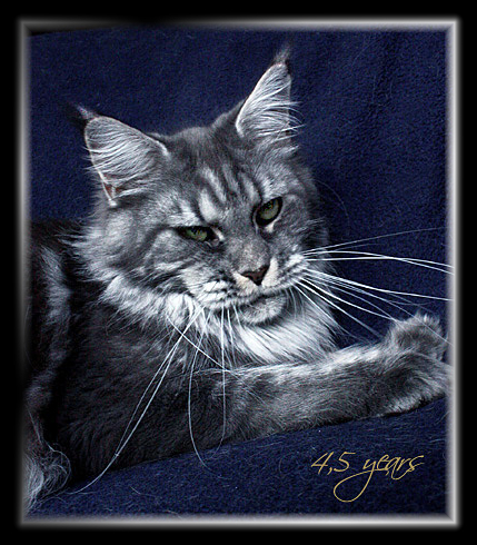 Castle Rock Veronica Fever - Adult maine-coon 4.5 years